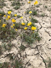 Leptosyne calliopsidea