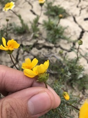 Leptosyne calliopsidea