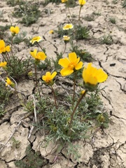 Leptosyne calliopsidea