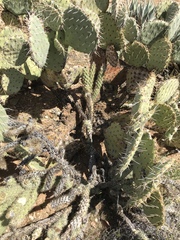 Opuntia engelmannii engelmannii