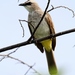 Yellow-vented Bulbul - Photo (c) oldman19510, some rights reserved (CC BY-NC), uploaded by oldman19510