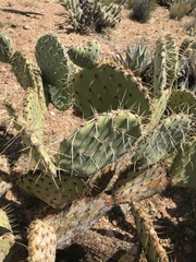 Opuntia engelmannii engelmannii