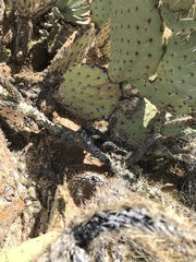 Opuntia engelmannii engelmannii