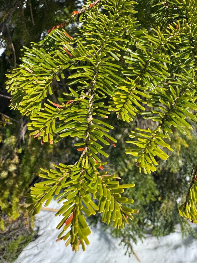 Silver Tree Washington Pacific silver fir from Whatcom County, US-WA, US on May 3, 2026 at 03: ...