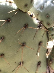 Opuntia engelmannii engelmannii