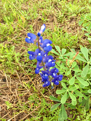 Lupinus subcarnosus
