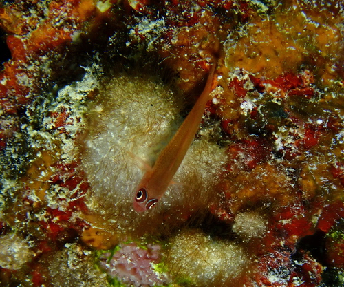 Ring-eye Pygmy-goby