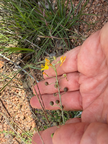 Physaria gordonii, photograph 2