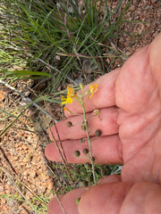 Physaria gordonii, photograph (c) IDClaire, some rights reserved (CC BY)