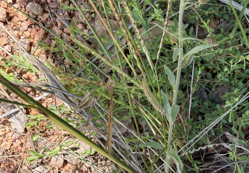 Physaria gordonii, photograph 3