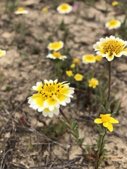 Layia munzii