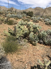 Opuntia engelmannii engelmannii