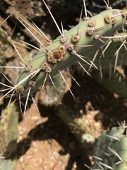 Opuntia engelmannii engelmannii