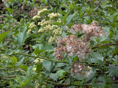 Microglossa pyrifolia observed 2026-05-04