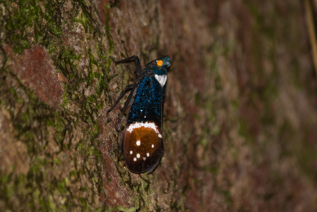 Aphaena nicobarica