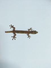 Hemiphyllodactylus typus
