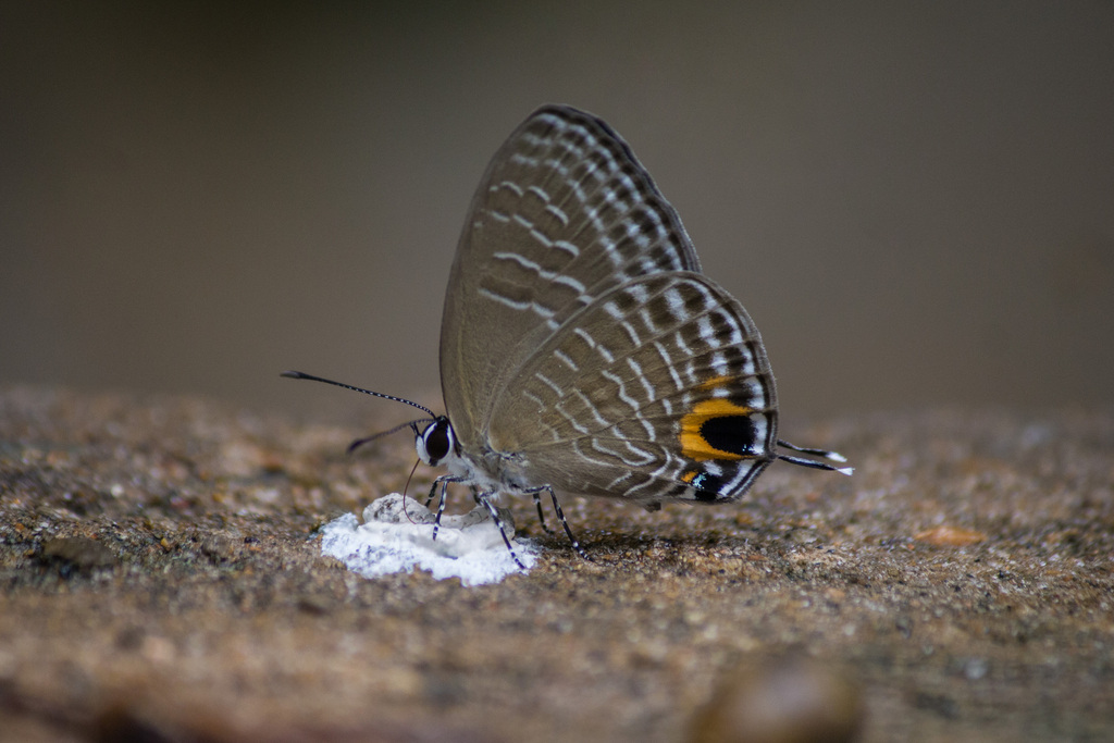Frosted Cerulean
