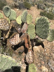 Opuntia engelmannii engelmannii