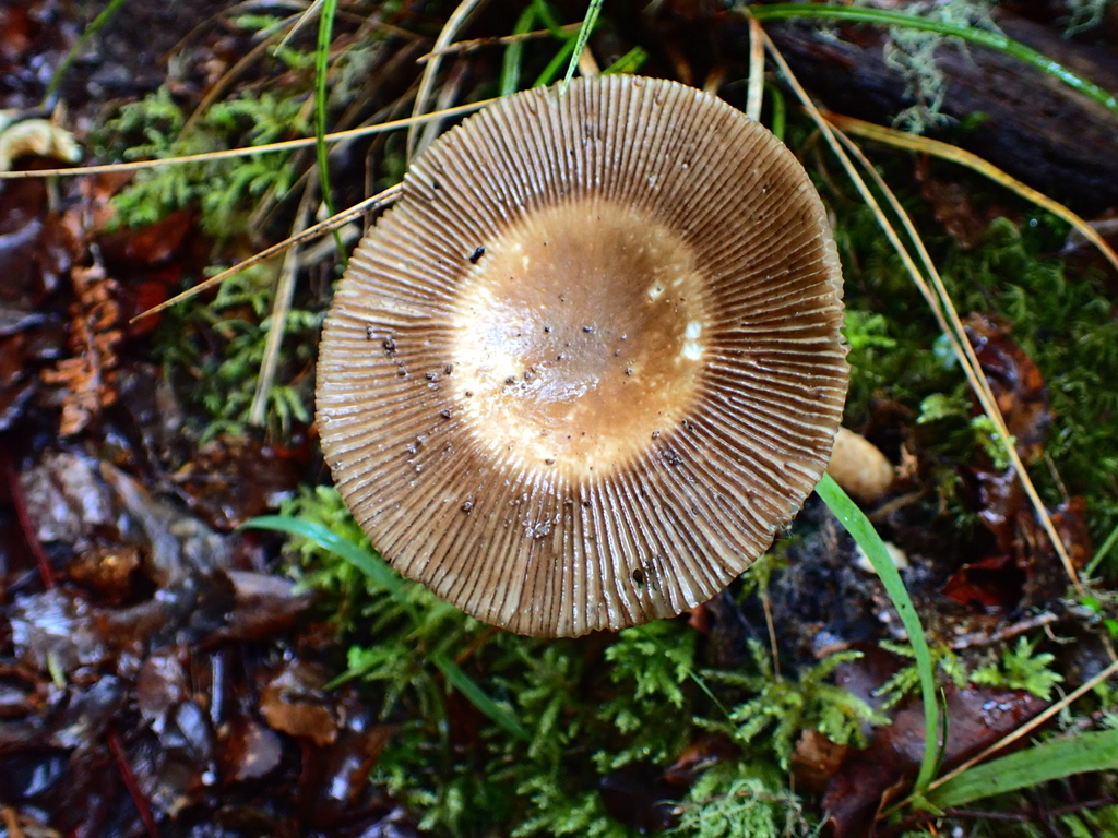 Amanita pekeoides · April 2026 · photo: © rayjackson (iNaturalist, cc-by)