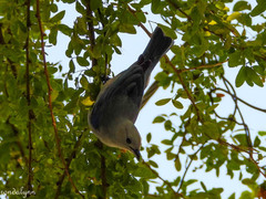 Tyrannus melancholicus