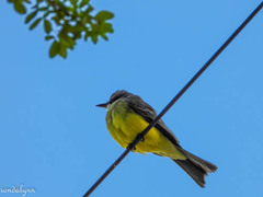 Tyrannus melancholicus