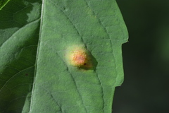 Puccinia recondita
