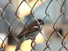 Passer domesticus