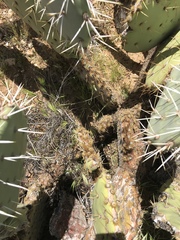 Opuntia engelmannii engelmannii