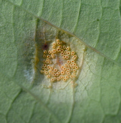 Puccinia recondita