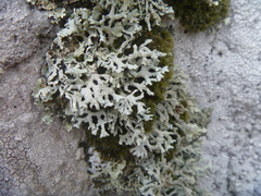Hypogymnia subphysodes