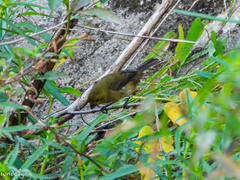 Sporophila nigricollis