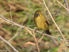 Sporophila nigricollis