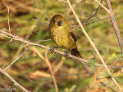 Sporophila nigricollis