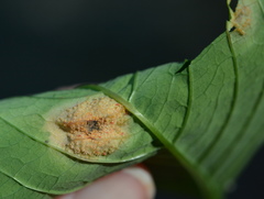 Puccinia recondita
