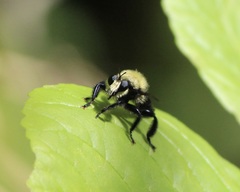 Laphria flavicollis