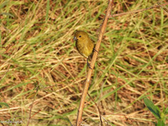 Sporophila nigricollis