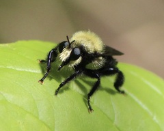Laphria flavicollis