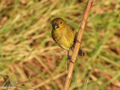 Sporophila nigricollis