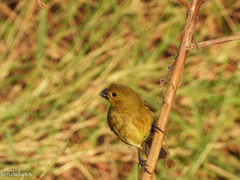 Sporophila nigricollis