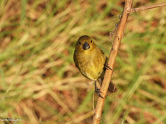 Sporophila nigricollis