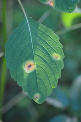 Puccinia recondita