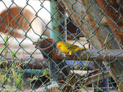 Sicalis flaveola