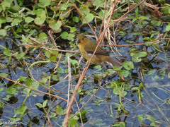 Sporophila nigricollis