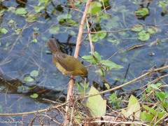 Sporophila nigricollis