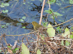 Sporophila nigricollis