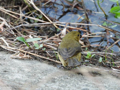 Sporophila nigricollis