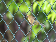 Sporophila nigricollis