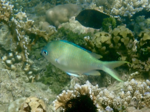 Chromis atripectoralis