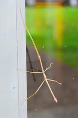 Oncotophasma coxatum