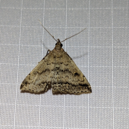 Florida Tetanolita Moth